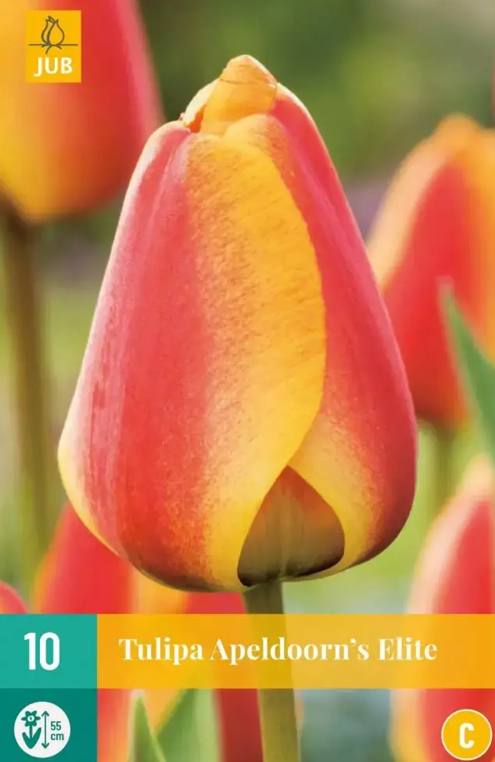 Tulipa Apeldoorn's Elite 10 tulpenbollen