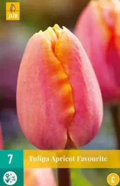 Tulipa Apricot Favourite 7 tulpenbollen