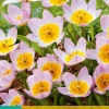 Tulipa bakeri Lilac Wonder 10 tulpenbollen