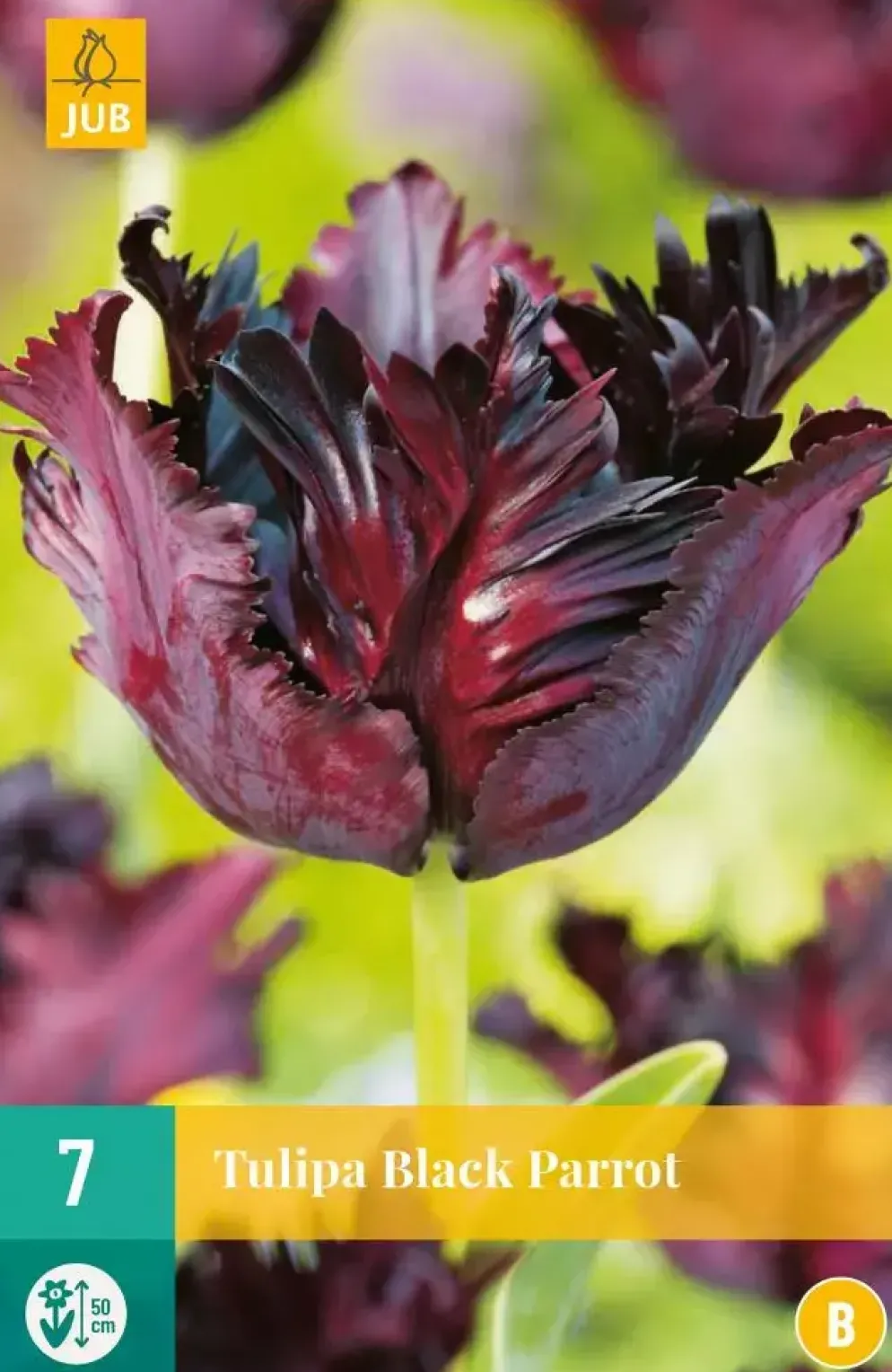 Tulipa Black Parrot 7 tulpenbollen