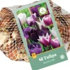 Tulipa blueberry mix 40st