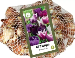 Tulipa blueberry mix 40st