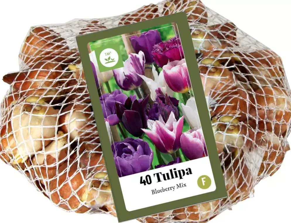 Tulipa blueberry mix 40st