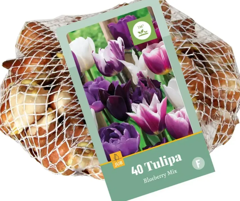 Tulipa blueberry mix 40st