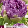 Tulipa blue wow 5st