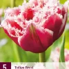 Tulipa Brest 5 tulpenbollen