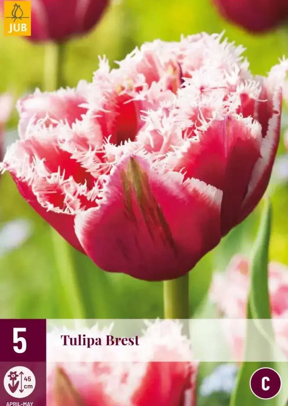 Tulipa Brest 5 tulpenbollen