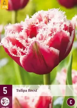 Tulipa Brest 5 tulpenbollen