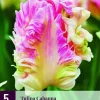 Tulipa cabanna 5 bloembollen