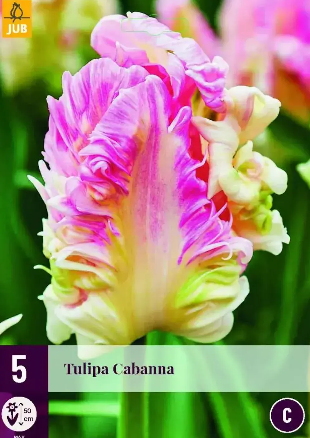 Tulipa cabanna 5 bloembollen