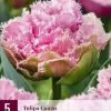 Tulipa Cairns 5 tulpenbollen