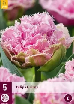Tulipa Cairns 5 tulpenbollen