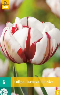Tulipa Carnaval de Nice 5 tulpenbollen
