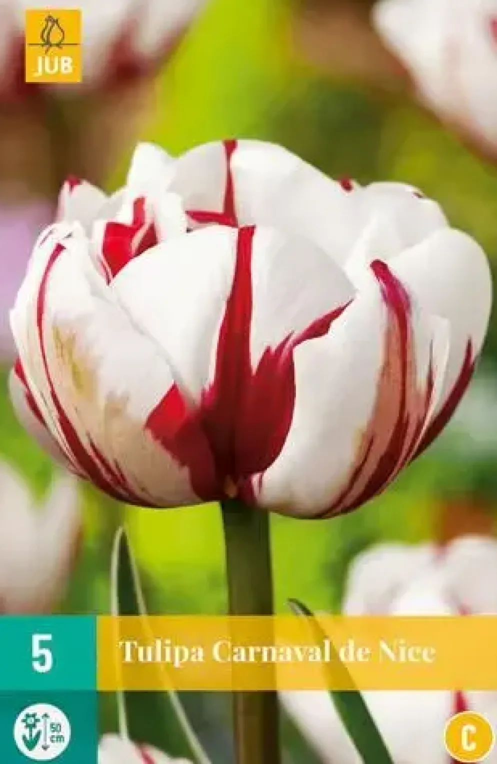 Tulipa Carnaval de Nice 5 tulpenbollen