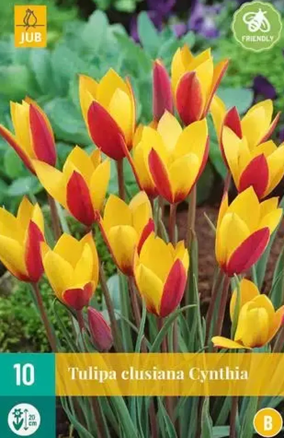 Tulipa clusiana Cynthia 10 tulpenbollen