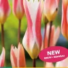 Tulipa clusiana stellata 10st