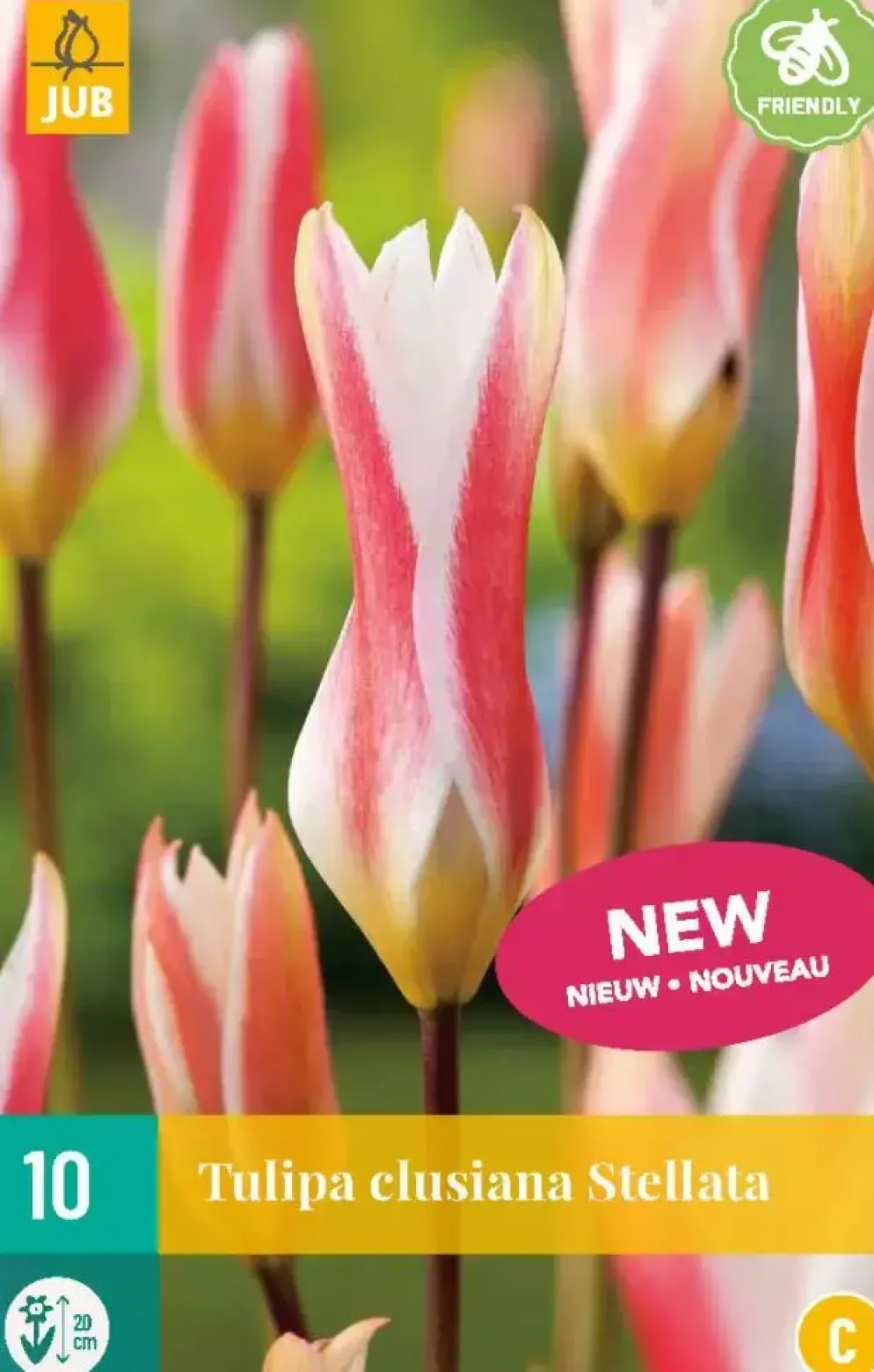 Tulipa clusiana stellata 10st