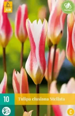 Tulipa clusiana stellata 10st