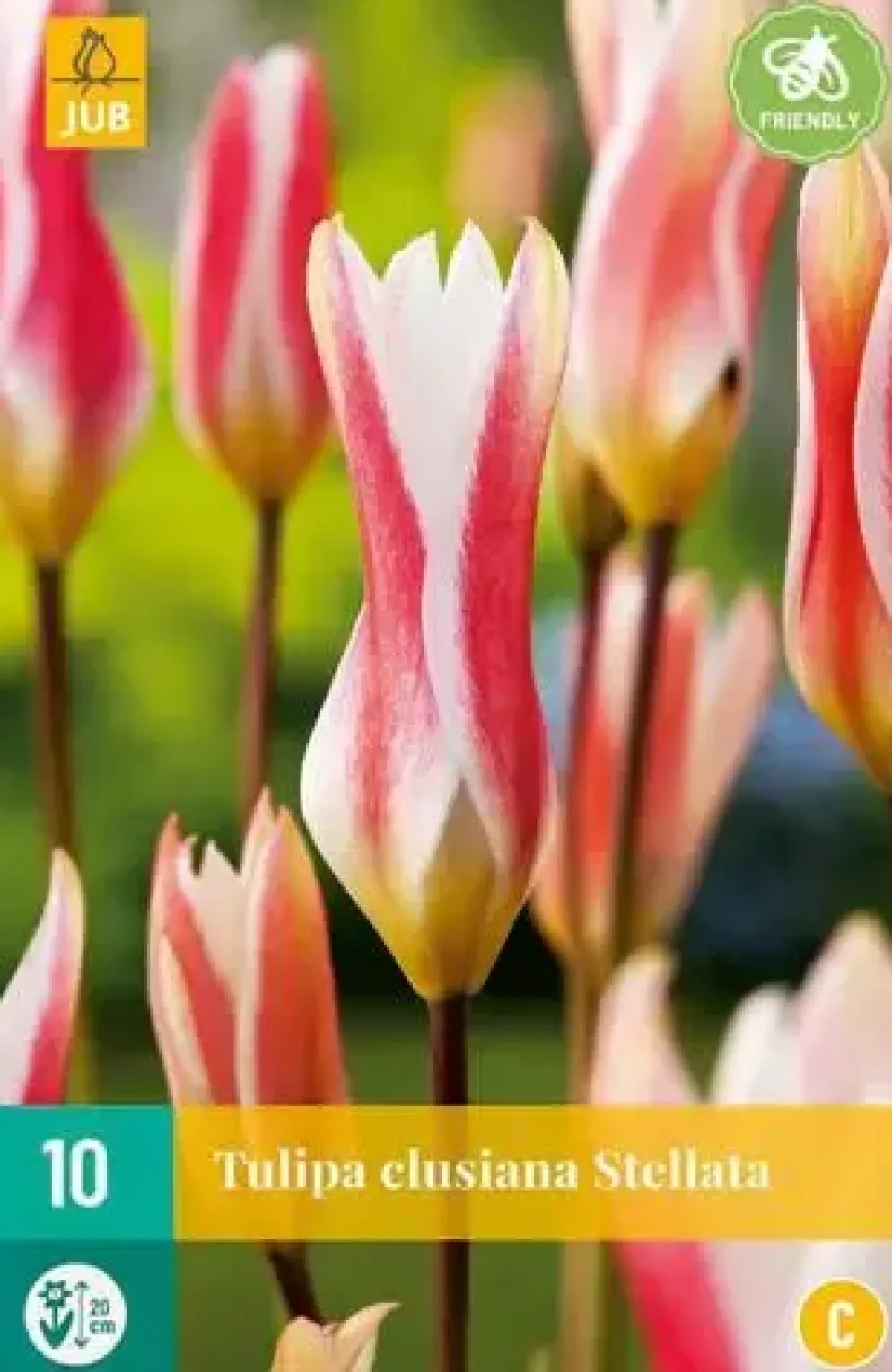 Tulipa clusiana stellata 10st