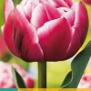 Tulipa Columbus 7 tulpenbollen