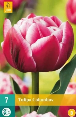 Tulipa Columbus 7 tulpenbollen