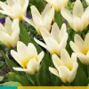 Tulipa Concerto 7 tulpenbollen