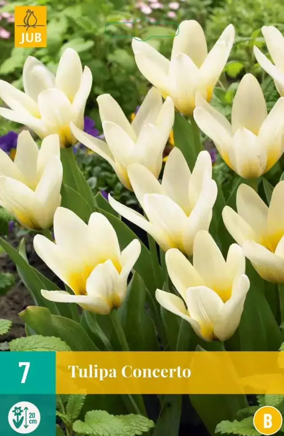 Tulipa Concerto 7 tulpenbollen