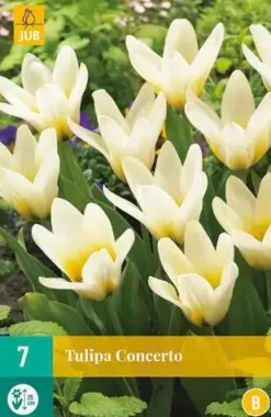 Tulipa Concerto 7 tulpenbollen