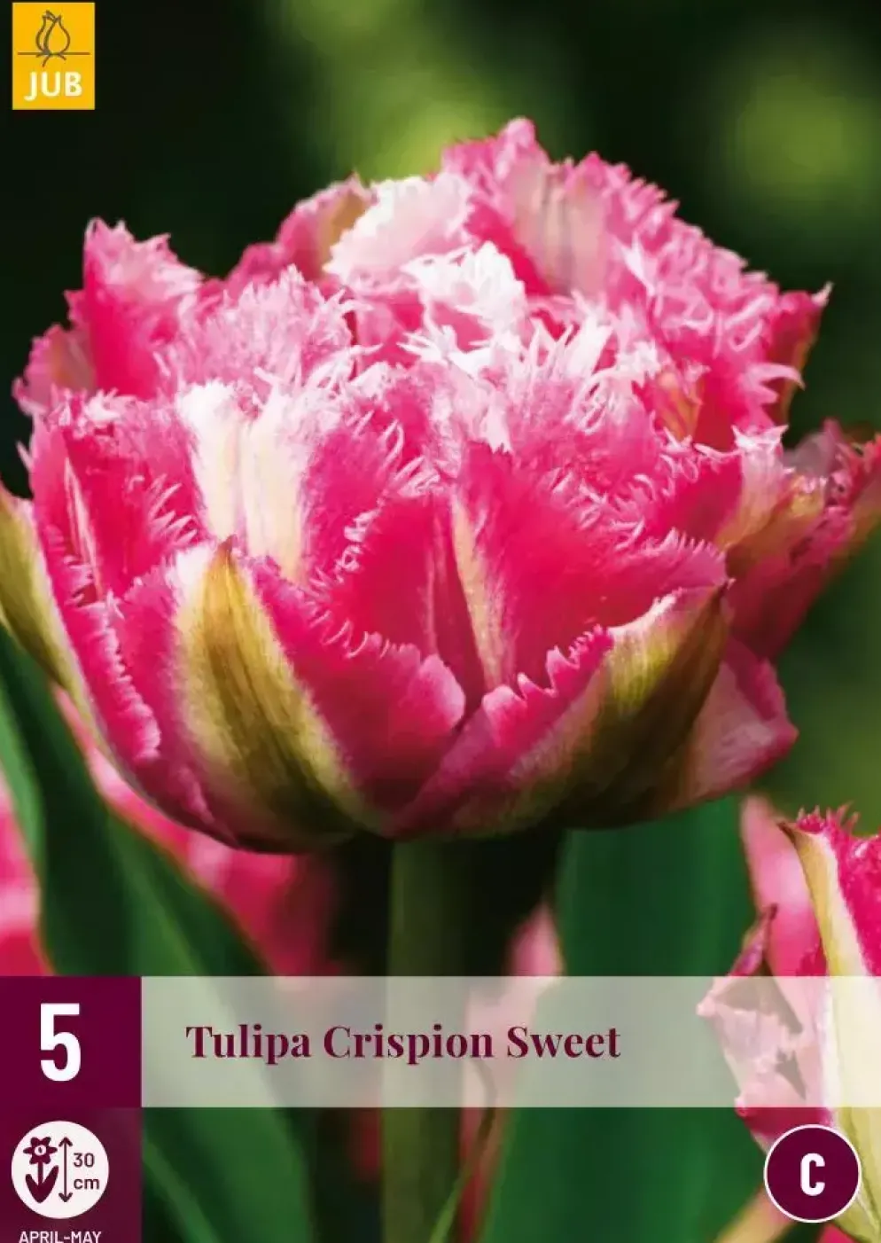 Tulipa Crispion Sweet 5 tulpenbollen