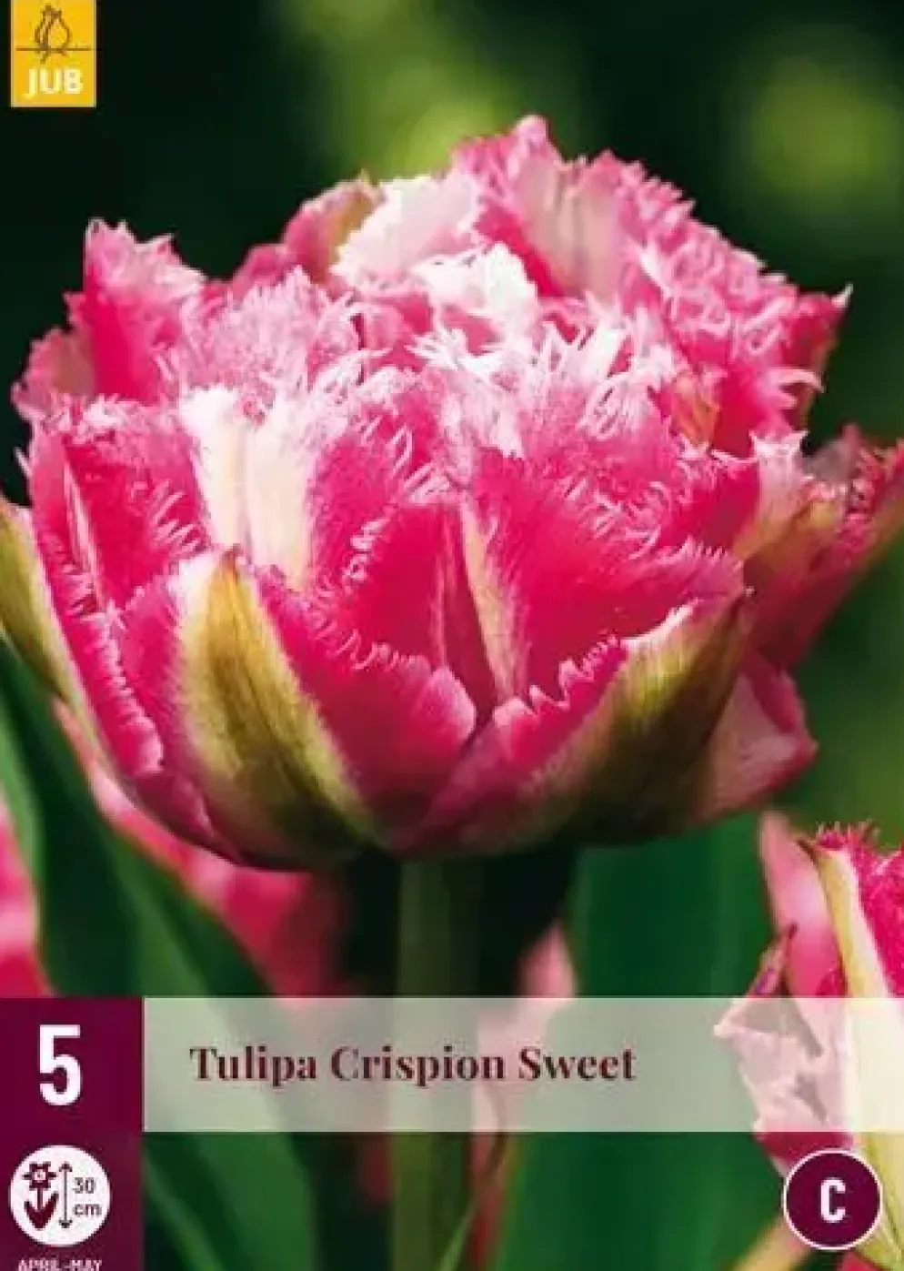 Tulipa Crispion Sweet 5 tulpenbollen
