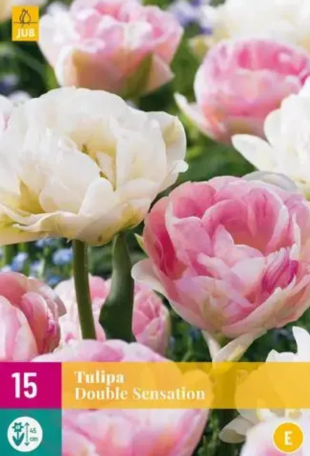 Tulipa Double Sensation 15 tulpenbollen