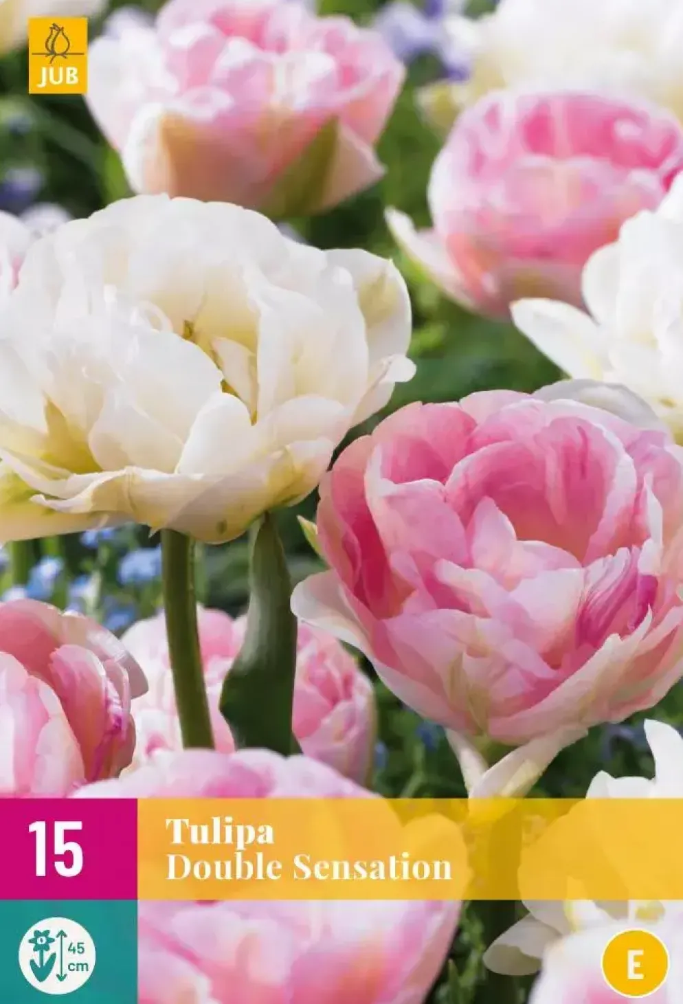 Tulipa Double Sensation 15 tulpenbollen