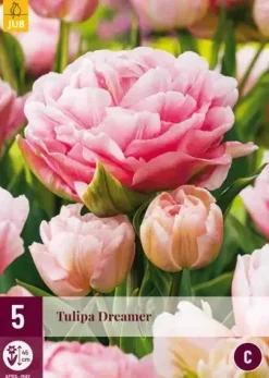 Tulipa Dreamer 5 tulpenbollen