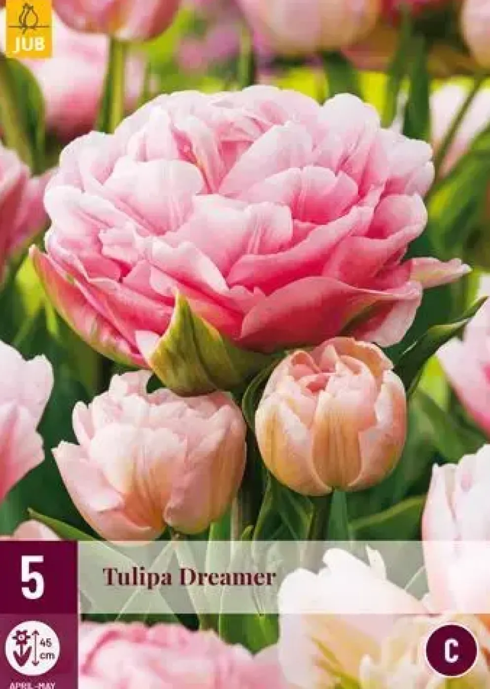 Tulipa Dreamer 5 tulpenbollen