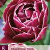 Tulipa Dream Touch 5 tulpenbollen