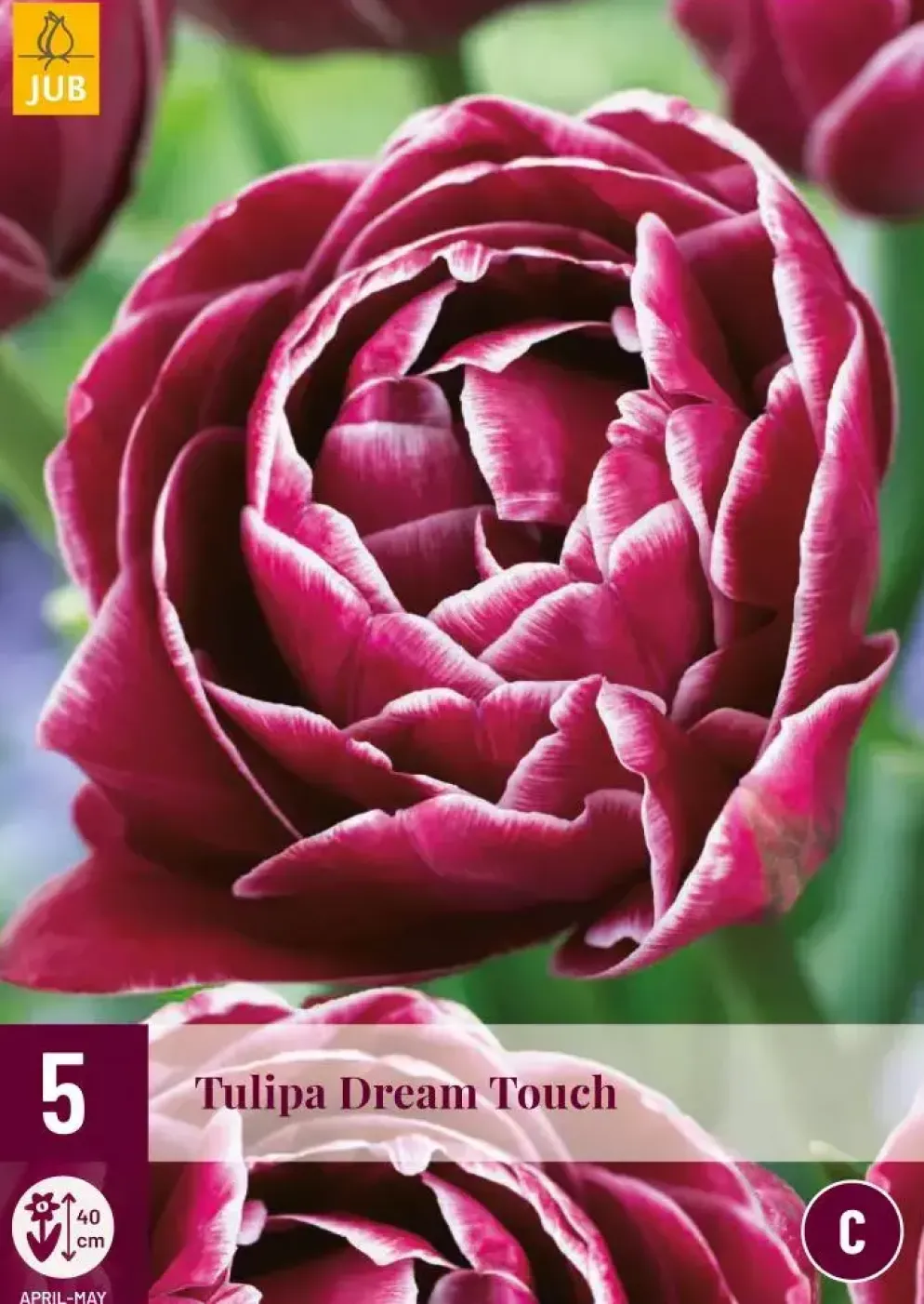 Tulipa Dream Touch 5 tulpenbollen