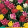 Tulipa Dubbel Vroeg mix 7 tulpenbollen