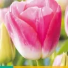 Tulipa Dynasty 7 tulpenbollen