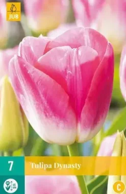 Tulipa Dynasty 7 tulpenbollen