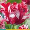 Tulipa Estella Rijnveld 7 tulpenbollen