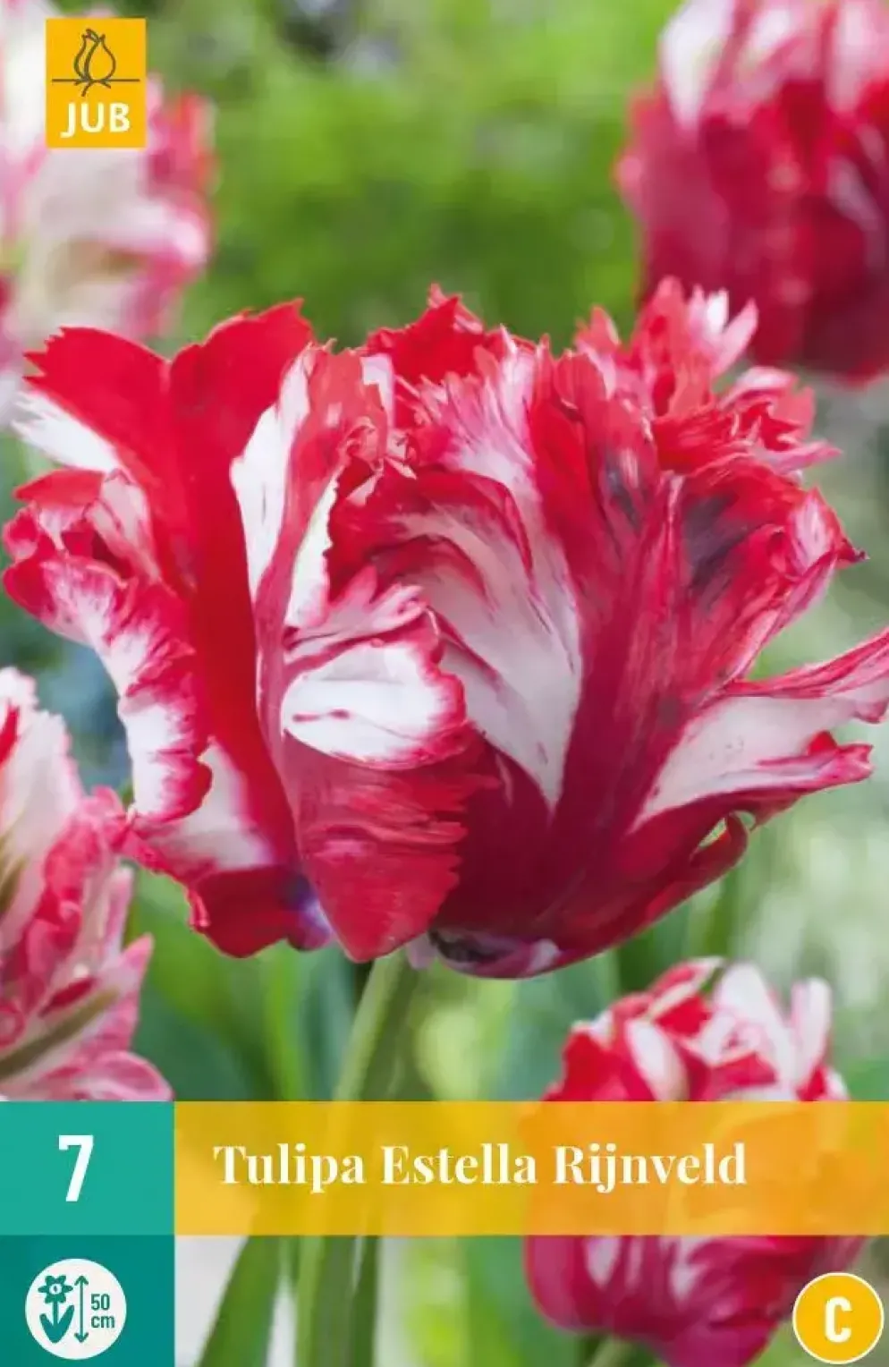Tulipa Estella Rijnveld 7 tulpenbollen
