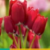 Tulipa Fiery Club 5 tulpenbollen