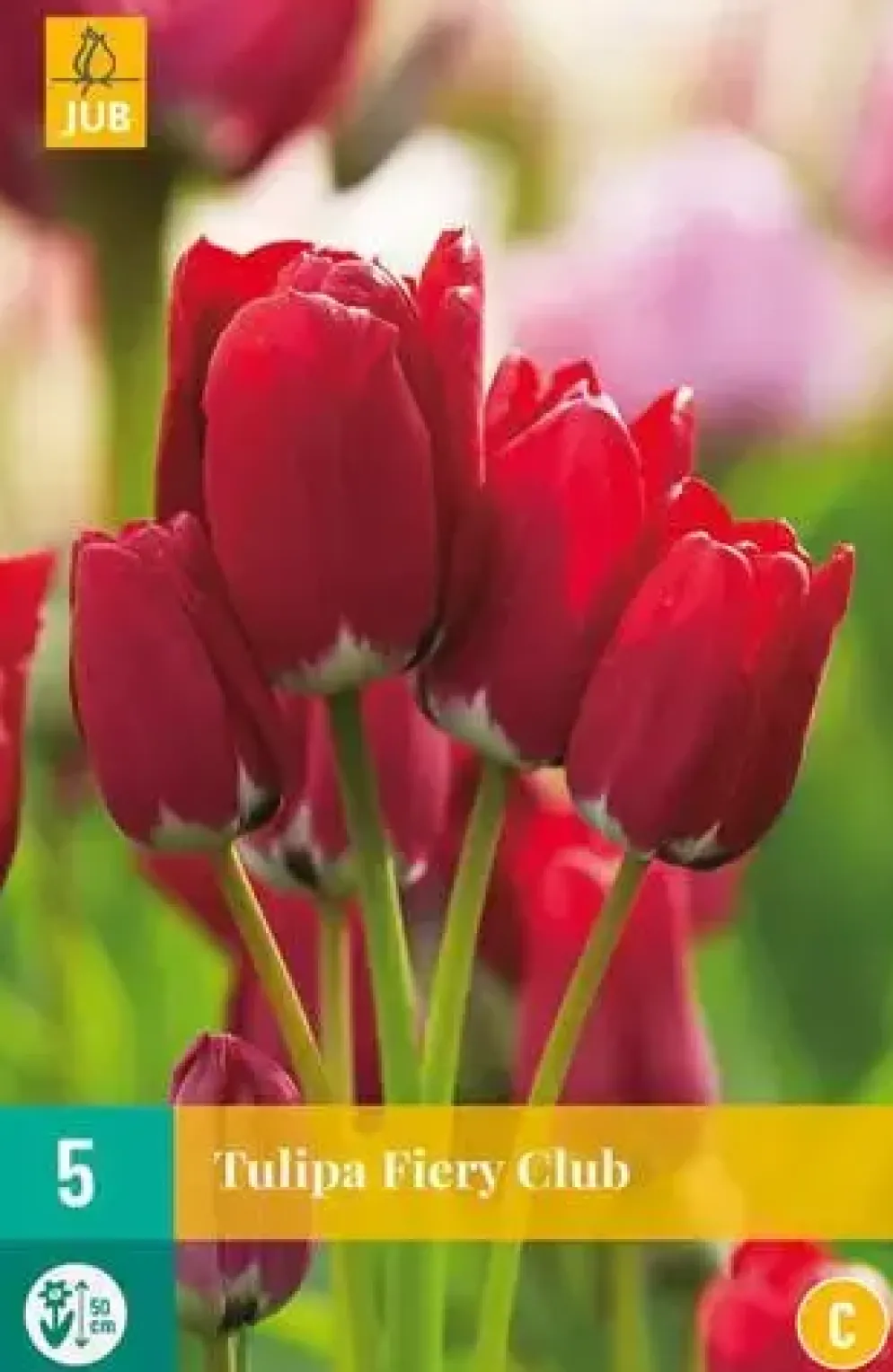 Tulipa Fiery Club 5 tulpenbollen