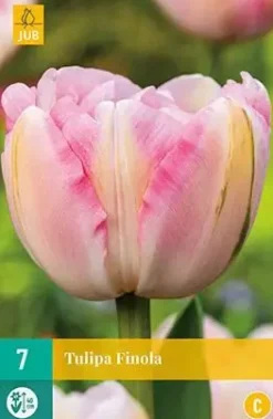 Tulipa Finola 7 stuks