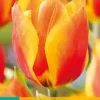 Tulipa Flair 7 tulpenbollen