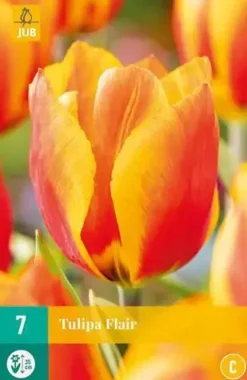 Tulipa Flair 7 tulpenbollen