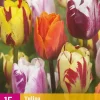 Tulipa Flaming Beauty mix 15 tulpenbollen