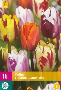 Tulipa Flaming Beauty mix 15 tulpenbollen