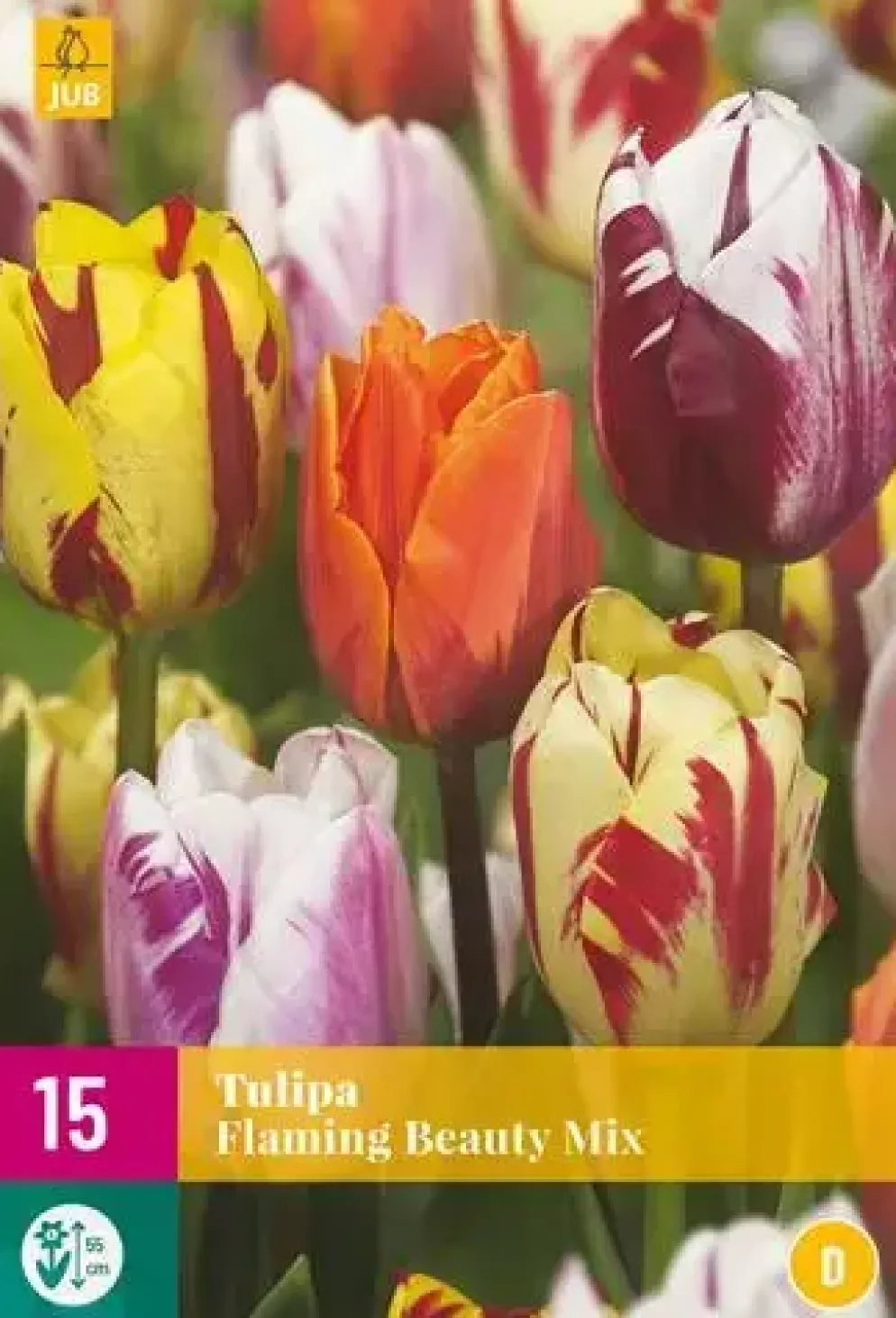 Tulipa Flaming Beauty mix 15 tulpenbollen