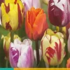 Tulipa Flaming Beauty mix 10 tulpenbollen